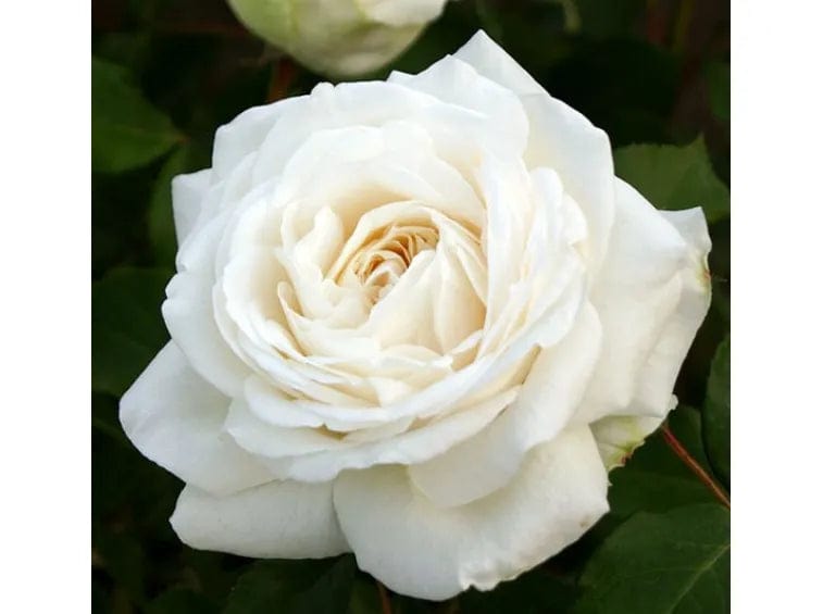 Rose 'Claus Dalby™'